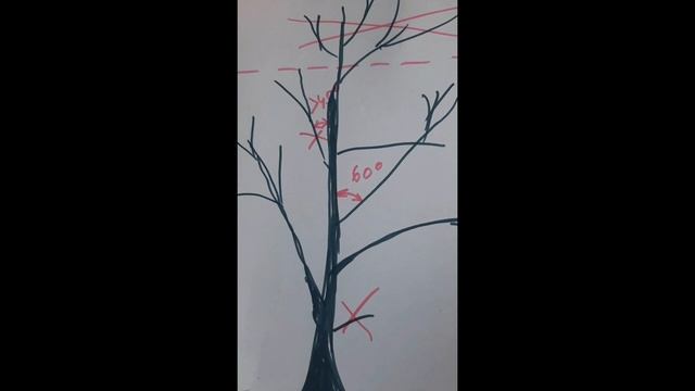 обрезка плодовых деревьев смотреть онлайн
