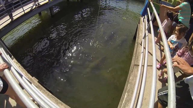 огромные тайские рыбы смотреть онлайн