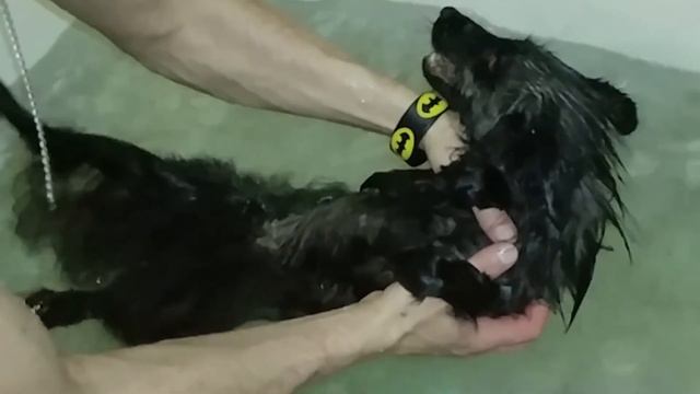 Fox swims in the bath. How to bathe a fox so that she likes it? (NO WAY) @DenisKorza #fox #pets ?? смотреть онлайн