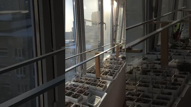 Надо помыть балкон, сколько это стоит? смотреть онлайн