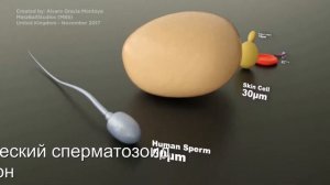 Сравнение размеров микроорганизмов - Microorganisms Size Comparison