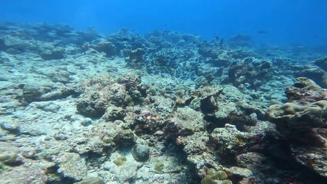 Подводные Мальдивы 2023 смотреть онлайн