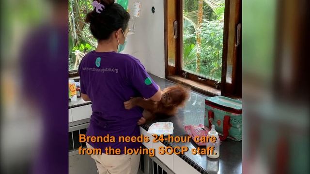 Meet Baby Orangutan Brenda