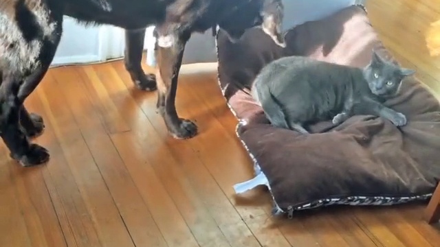 сообразительный пес прогнал кота смотреть онлайн