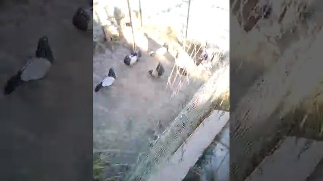 Кировоградцы смотреть онлайн