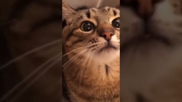 Кот Степан | Мексиканский тушкан | Cat Stepan смотреть онлайн