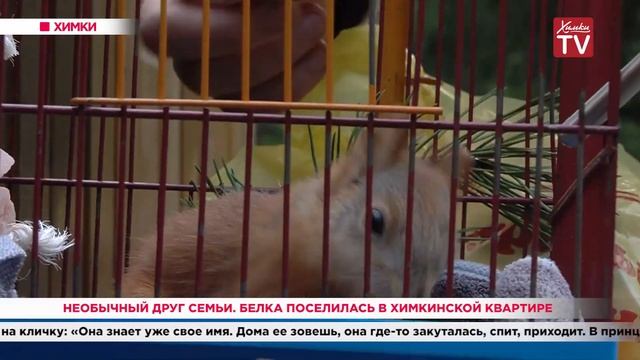 Необычный друг семьи. Белка поселилась в химкинской квартире. 26.08.20 смотреть онлайн