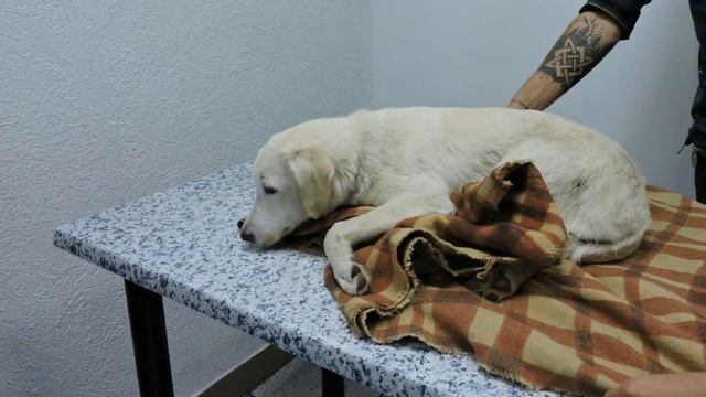 Двое мужчин вытолкали собаку из авто и стали Б И Т Ь своего питомца... смотреть онлайн