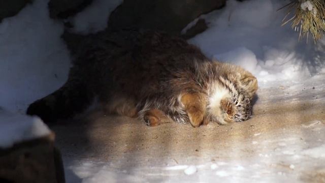 Manul Kittens  Sand Baths
