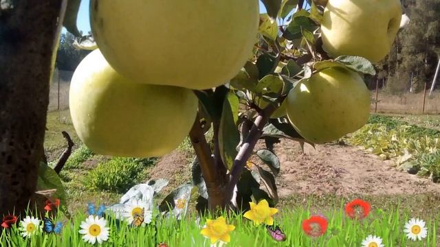 Яблоня обыкновенная Антоновка обыкновенная ? Посадка. саженцы, крупномеры яблони: особенности сорта смотреть онлайн