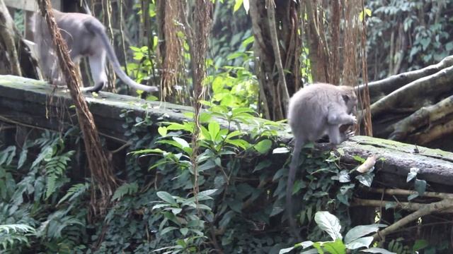ОСТРОВ БАЛИ, ИНДОНЕЗИЯ | УБУД | ЛЕС ОБЕЗЬЯН | BALI, UBUD | MONKEY FOREST смотреть онлайн