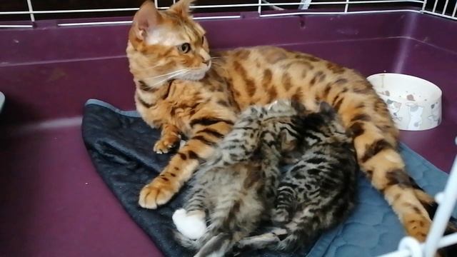Уличная, жизнь мамы кошки и здоровье котят. смотреть онлайн