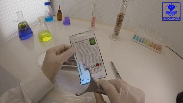 Капуста белокочанная Сто Одежек. Семена Алтая смотреть онлайн