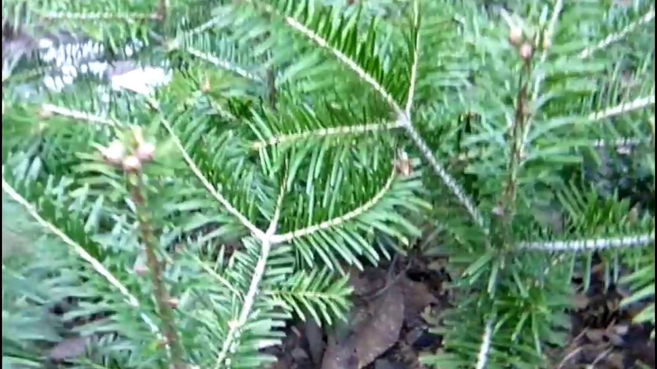 Пихта кавказская Нордмана. Где купить саженцы пихты? смотреть онлайн