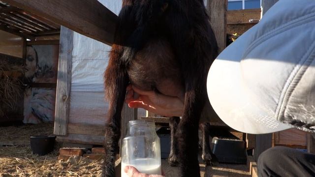 Дойка козы с короткими сосками. Как? А вот так! :) #подсмотрИуБобра смотреть онлайн