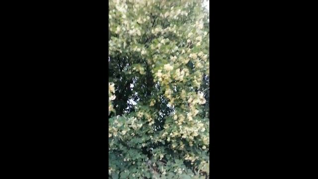 Липа зацвела. Полезные свойства цветущей липы.