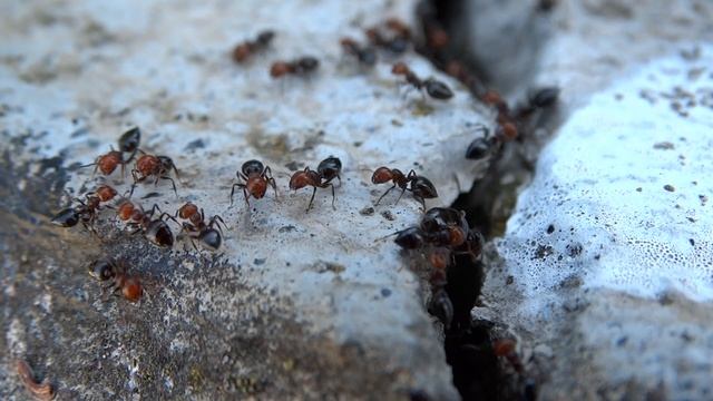 SONY DSC-HX300 VIDEO TEST смотреть онлайн