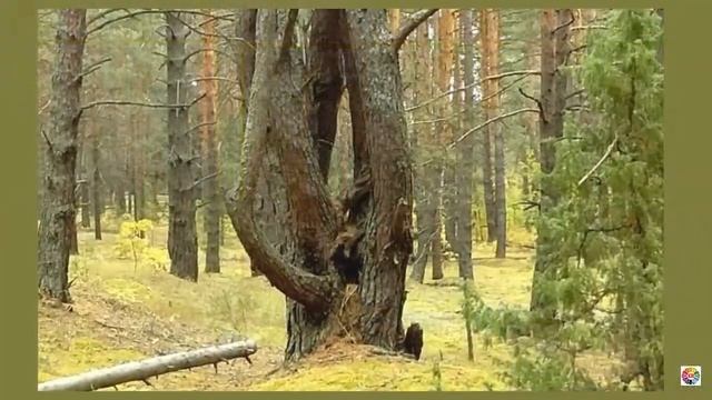 Прогулка в осеннем лесу (муз. Сергея Чекалина) смотреть онлайн