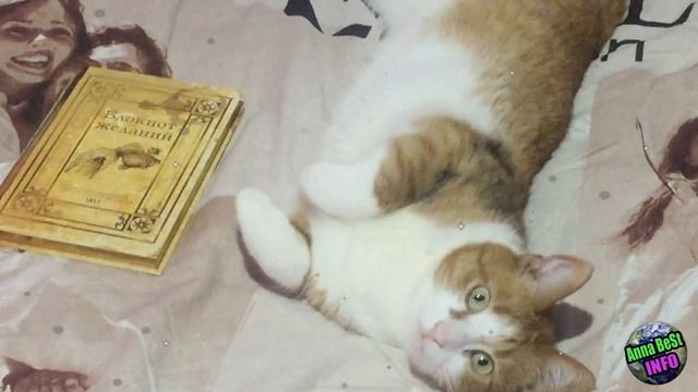 Обычная Подушка Исполнит Ваше Желание! смотреть онлайн