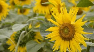 Поля Алтайского края | Восхитительная природа Алтая | Летние пейзажи, поля и леса