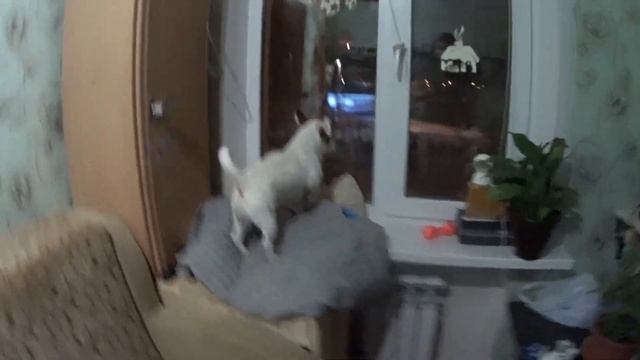 ДВЕ СОБАКИ ЗАВОДИТЬ ИЛИ НЕТ? Джек-рассел и Фокстерьер смотреть онлайн