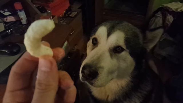 Кукурузные палочки и МАЛАМУТ смотреть онлайн