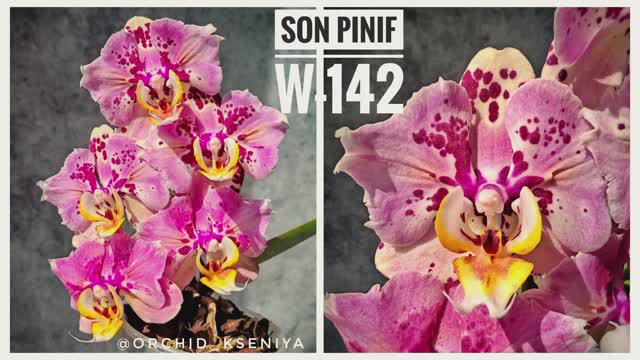Phal. SON Pinif W-142 peloric 🌸 Красивейшая орхидея бабочка от азиатского садовника Son Ya 🤩 Обзор смотреть онлайн