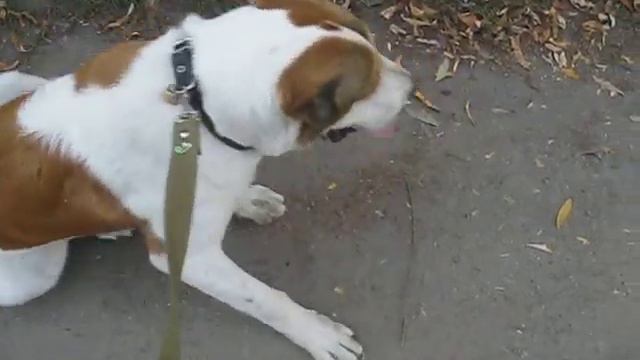 Сидеть,лежать около лающей собаки:) смотреть онлайн