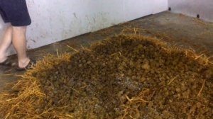 КОМПОСТ для шампиньонов своими руками! Выращивание грибов.  Бизнес в гараже.