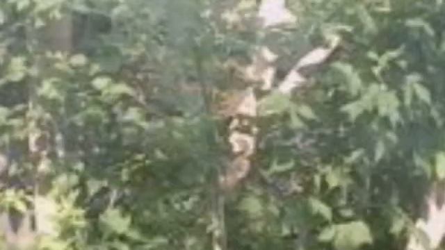 Лицо дерева. смотреть онлайн