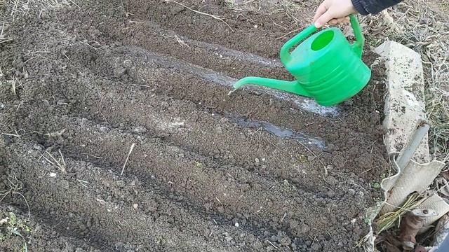 Открываю дачный сезон 2020. Посев ранней моркови. смотреть онлайн