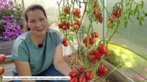 Самые вкусные и урожайные сорта тепличных томатов для консервирования 2023