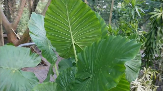 My Tropical Yard in Jupiter, FL: Palms, Ferns & Elephant Ears смотреть онлайн