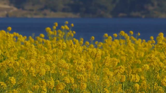 QURAN Farsi-Dari Translation - Juz 24 Complete