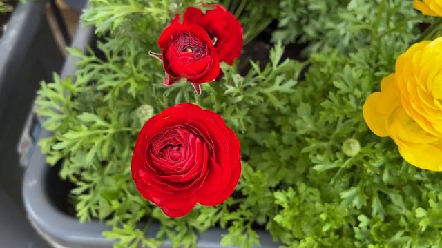 Ranunculus Flowers Easiest Care Tips For Maximum Blooms | M and MM Plants смотреть онлайн