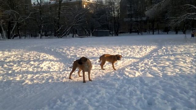 Бульмастифы подростки смотреть онлайн