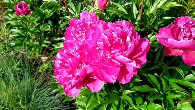 Пионы. Peonies. смотреть онлайн
