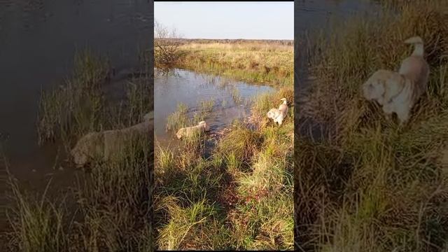 Кейси с подружкой готовы бегать, играть и купаться в любую погоду 
Спортивные и активные девчонки!!!