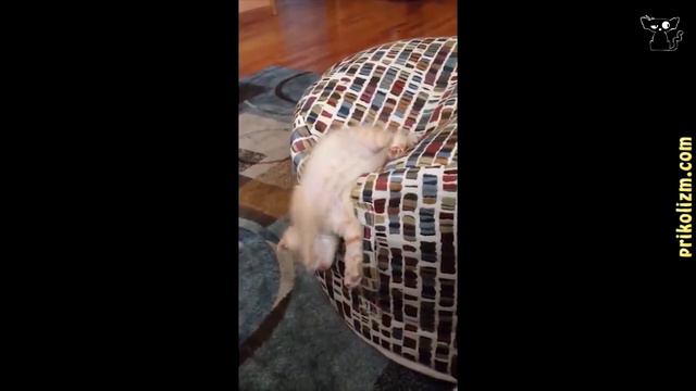 Приколы с котиками. РЖУ ДО СЛЕЗ (BAD CAT). Смешные животные, приколы с животными, приколы с собакам смотреть онлайн