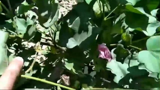 30. Хлопок. смотреть онлайн