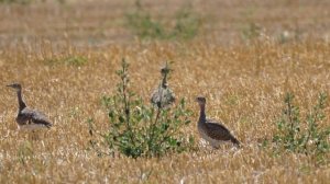 Стрепет в Ростовских степях.