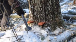 Работа в лесу. Бензопила Stihl 361 ms. Валка леса. Красивый морозный день!