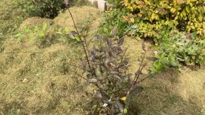 Жимолость сорт Голубой банан. Haskap honeyberry Blue banana