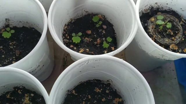 Что посадила на рассаду в начале года! Деревья, перец, баклажаны и цветочки ??? смотреть онлайн