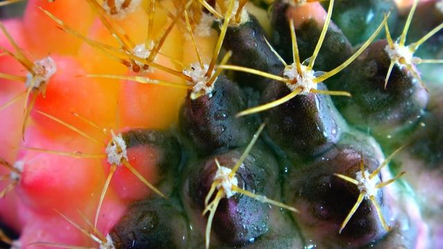 Gymnocalycium variegated ? Редкие растения, кактусы и суккуленты 9. 4K video смотреть онлайн