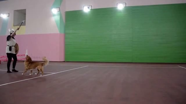 Калашникова Наталья и толлер(новошотландский утиный ретривер) Ярило Открытый смотреть онлайн