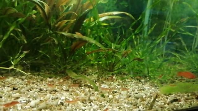 Аквариум с Гуппи . Как я избавляюсь от улиток Меланий. смотреть онлайн