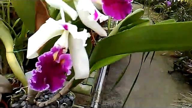 Lc (Laeliocattleya) Ida Elizabeth "Enchanting" смотреть онлайн