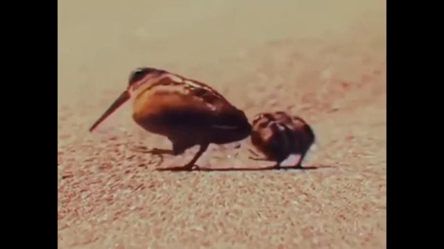 Птицы танцуют смотреть онлайн