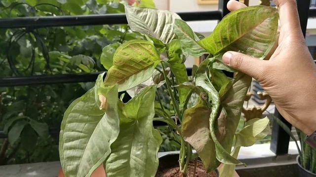 Monsoon Plants for home | बारिश में कौनसे पौधे लगाएं смотреть онлайн